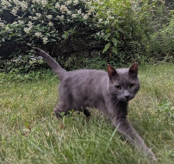 cat